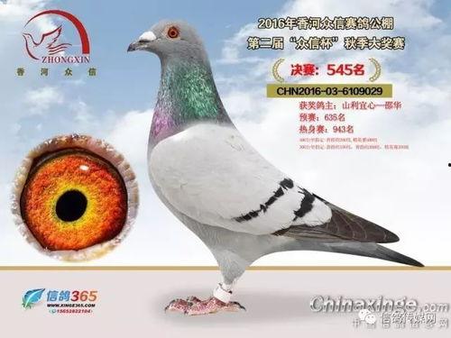鸽子爆料打架视频大全最新,最新打架视频大全盘点